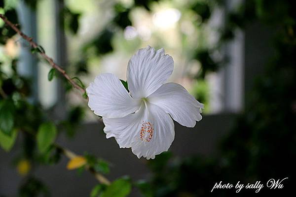 香草菲菲.jpg 香草菲菲.jpg