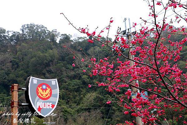泰安派出所櫻花.JPG 泰安派出所櫻花.JPG