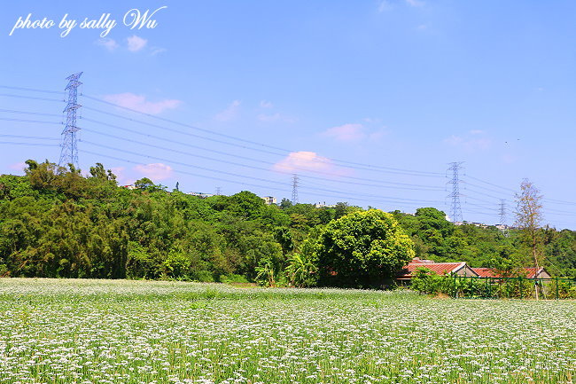 大溪大鶯路韭菜花 (23).JPG