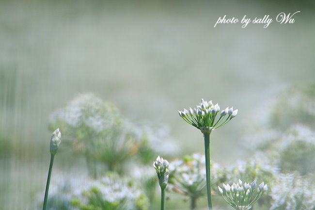 大溪大鶯路韭菜花 (61).JPG