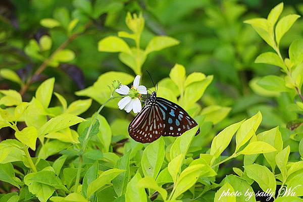 苗栗功維敘隧道 (48).JPG 苗栗功維敘隧道 (48).JPG
