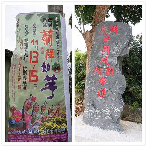 2015銅鑼杭菊 (2).jpg 2015銅鑼杭菊 (2).jpg