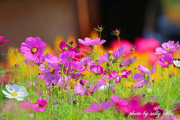 新社花海 (25).JPG 新社花海 (25).JPG