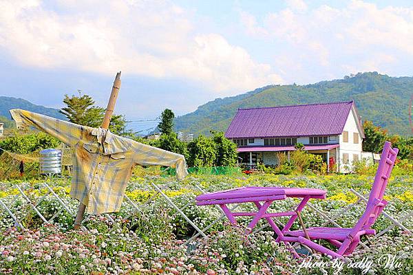 公館紫屋菊花 (2).JPG 公館紫屋菊花 (2).JPG