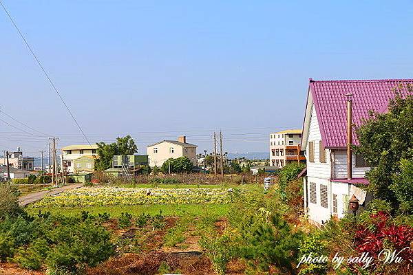 公館紫屋菊花 (6).JPG