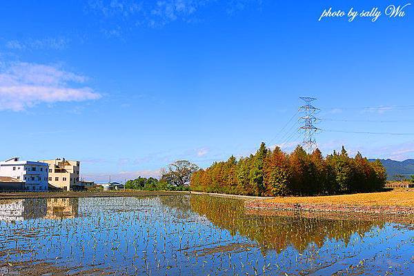 2015后里泰安國小落羽松 (2).JPG