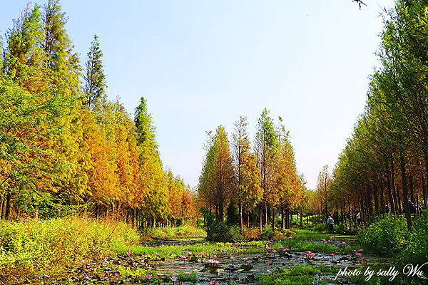 彰化金馬東路落羽松 (1).JPG 彰化金馬東路落羽松 (1).JPG