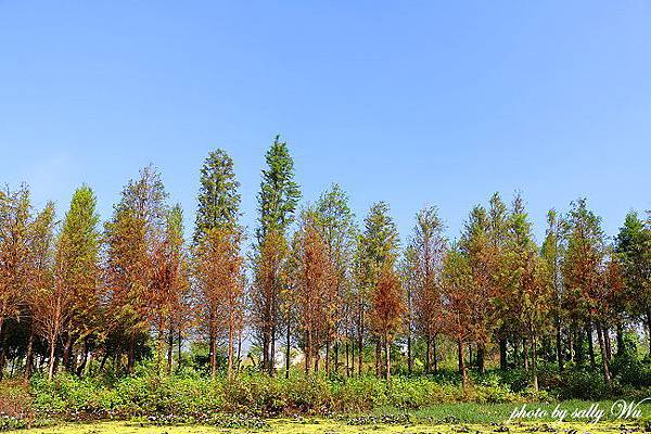 彰化金馬東路落羽松 (8).JPG