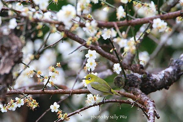 新社梅花森林梅花隧道 (1).JPG