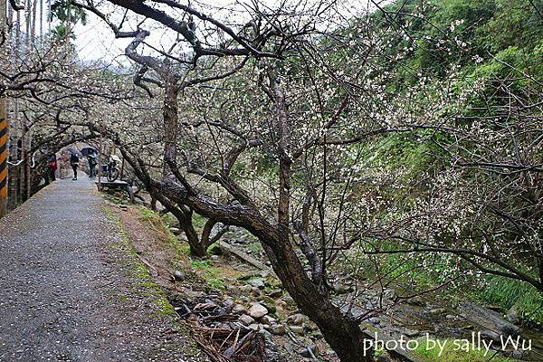 新社梅花森林梅花隧道 (32).JPG