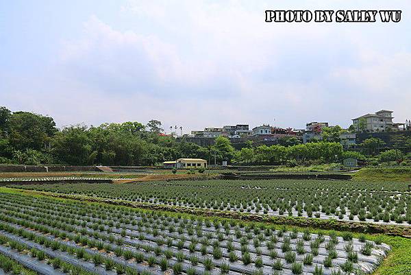 葛瑞絲香草田 (8).JPG