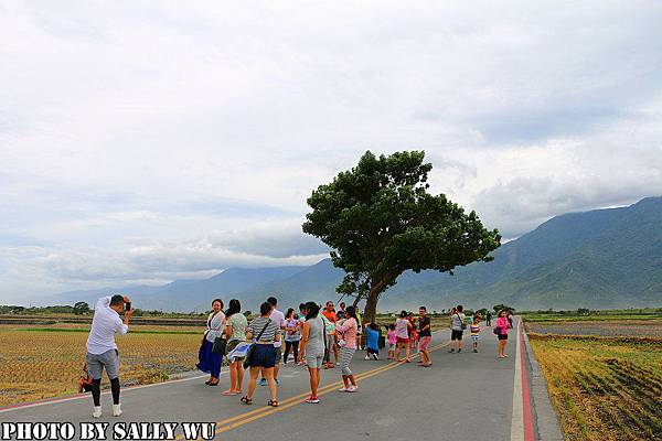 台東池上一日遊 (13).JPG 台東池上一日遊 (13).JPG