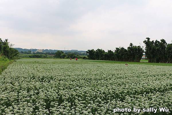 大鶯路韭菜花 (14).JPG