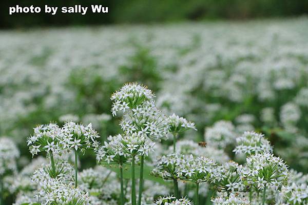 大鶯路韭菜花 (39).JPG