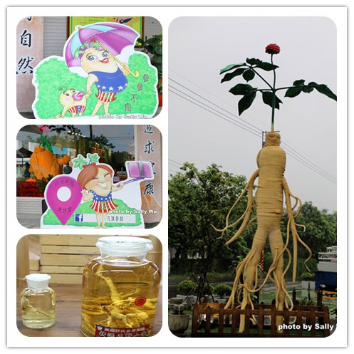 花旗參館 (1).jpg 花旗參館 (1).jpg