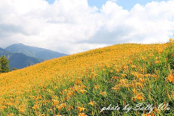 六石石山金針花 (56).JPG