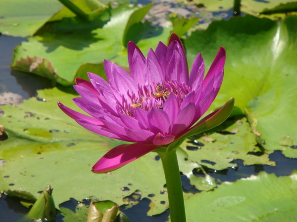 白河→水蓮公園