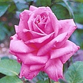 玫瑰2.JPG