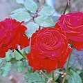 玫瑰3.JPG