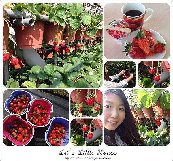 內湖碧山巖採草莓 內湖碧山巖採草莓