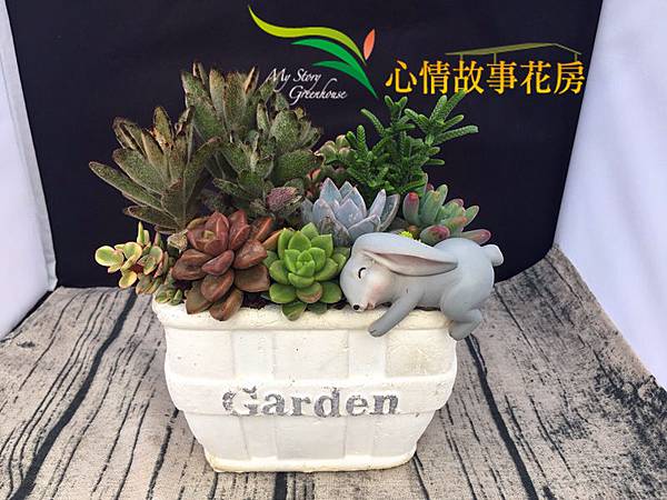 小熊維尼多肉植物.jpg