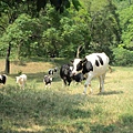 IMG_9156.JPG