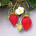 012草莓和草莓花.JPG