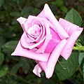 030粉紅玫瑰.JPG