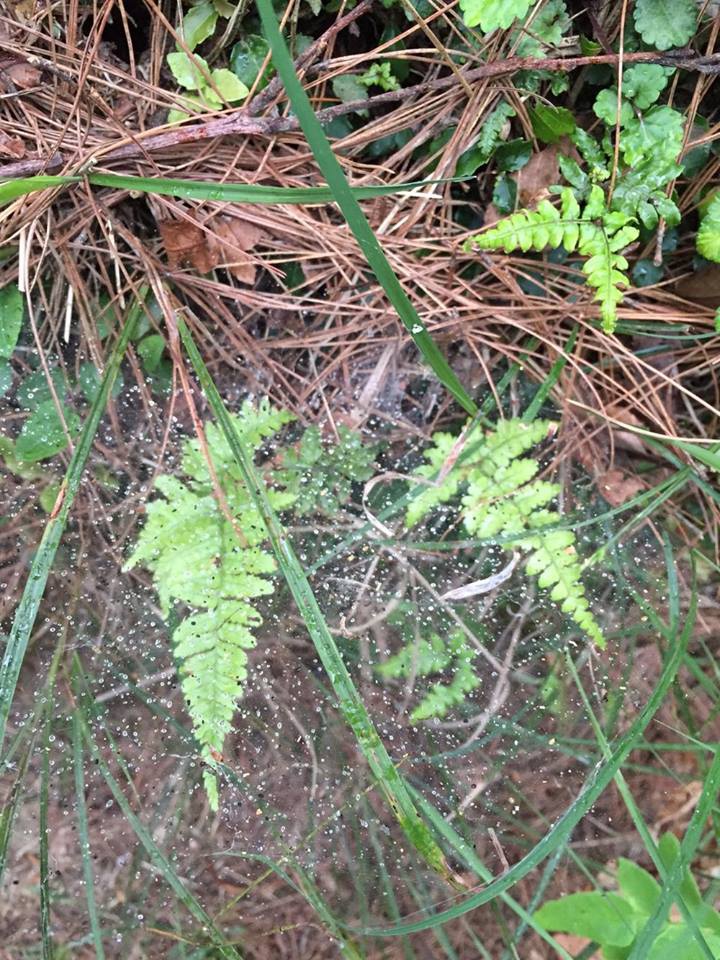 12270323_992587557488110_385576091_n.jpg 12270323_992587557488110_385576091_n.jpg