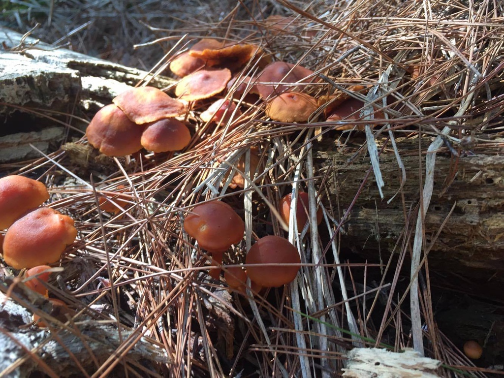 12421960_992589804154552_1793996494_o.jpg 12421960_992589804154552_1793996494_o.jpg