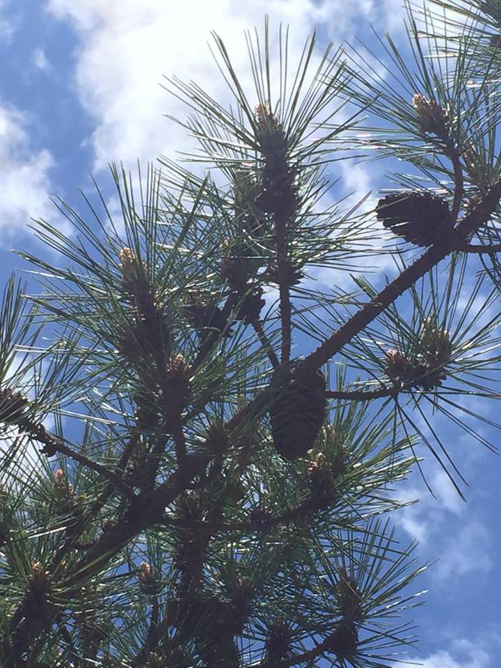 12822130_992589324154600_977245624_n.jpg 12822130_992589324154600_977245624_n.jpg