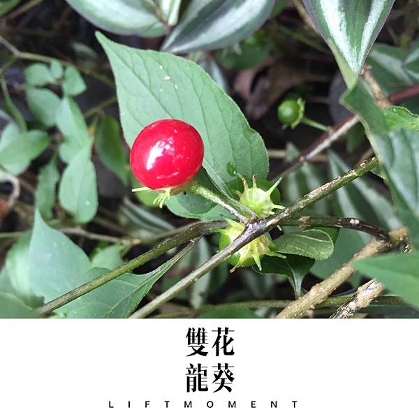 S__2195461.jpg S__2195461.jpg