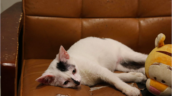 螢幕快照 2020-08-12 下午9.52.10