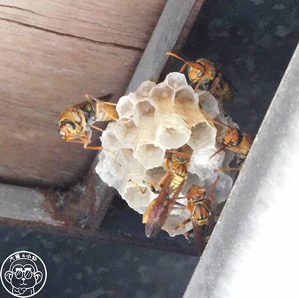 期間限定【與大自然的一年之約･家長腳蜂】冬天前的浪漫相遇