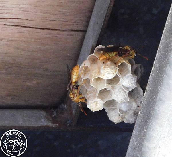 期間限定【與大自然的一年之約･家長腳蜂】冬天前的浪漫相遇