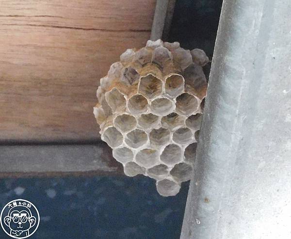 期間限定【與大自然的一年之約･家長腳蜂】冬天前的浪漫相遇