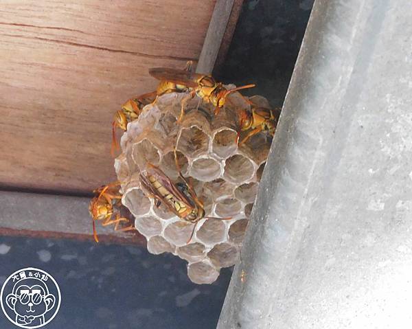期間限定【與大自然的一年之約･家長腳蜂】冬天前的浪漫相遇