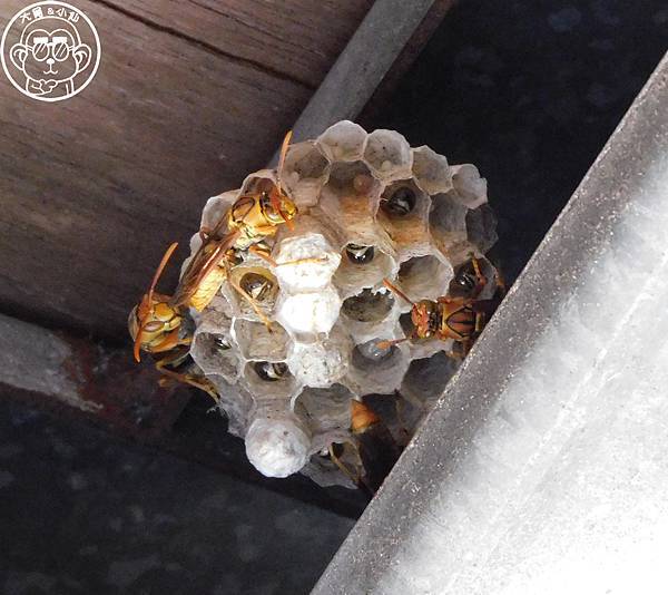 期間限定【與大自然的一年之約･家長腳蜂】冬天前的浪漫相遇