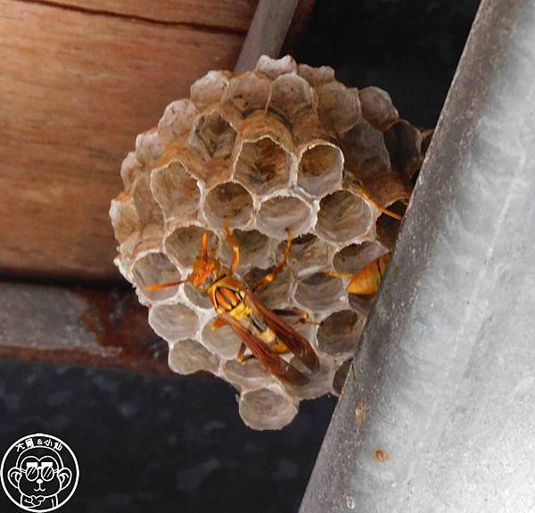 期間限定【與大自然的一年之約･家長腳蜂】冬天前的浪漫相遇