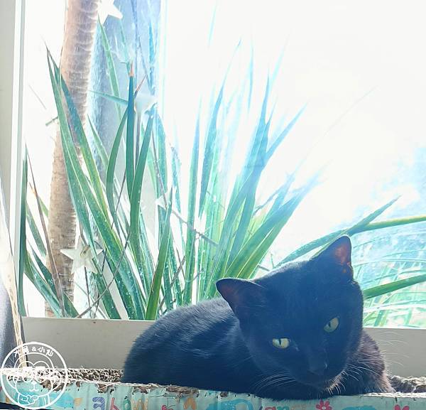 呷飽祙【桃園・DeMo House 戴莫好食屋】有店貓陪伴 呷飽祙【桃園・DeMo House 戴莫好食屋】有店貓陪伴