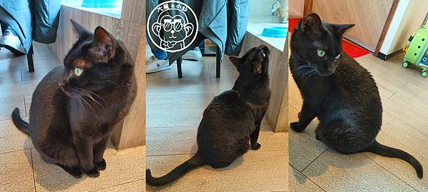 呷飽祙【桃園・DeMo House 戴莫好食屋】有店貓陪伴 呷飽祙【桃園・DeMo House 戴莫好食屋】有店貓陪伴