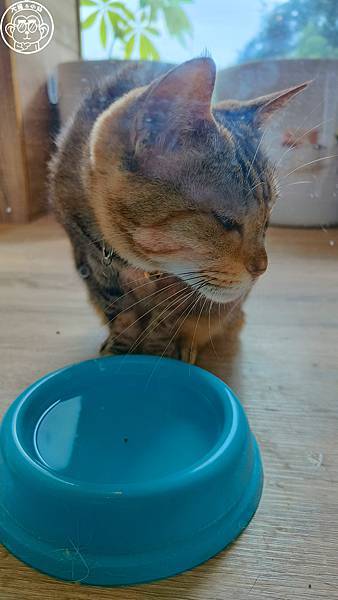 呷飽祙【桃園・DeMo House 戴莫好食屋】有店貓陪伴 呷飽祙【桃園・DeMo House 戴莫好食屋】有店貓陪伴