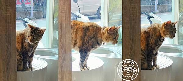 呷飽祙【桃園・DeMo House 戴莫好食屋】有店貓陪伴 呷飽祙【桃園・DeMo House 戴莫好食屋】有店貓陪伴