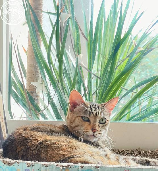 呷飽祙【桃園・DeMo House 戴莫好食屋】有店貓陪伴 呷飽祙【桃園・DeMo House 戴莫好食屋】有店貓陪伴