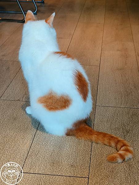 呷飽祙【桃園・DeMo House 戴莫好食屋】有店貓陪伴 呷飽祙【桃園・DeMo House 戴莫好食屋】有店貓陪伴