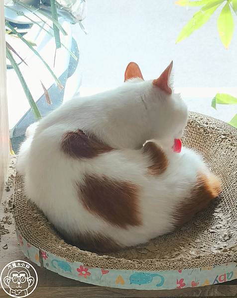 呷飽祙【桃園・DeMo House 戴莫好食屋】有店貓陪伴 呷飽祙【桃園・DeMo House 戴莫好食屋】有店貓陪伴