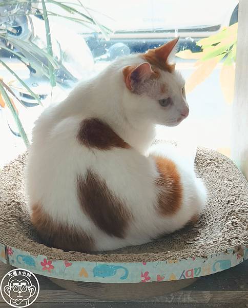 呷飽祙【桃園・DeMo House 戴莫好食屋】有店貓陪伴 呷飽祙【桃園・DeMo House 戴莫好食屋】有店貓陪伴