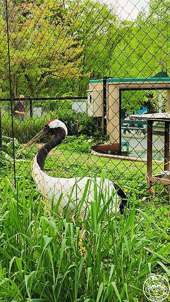 你要去哪裡【日本北海道･旭川市旭山動物園】看點滿滿的動物園