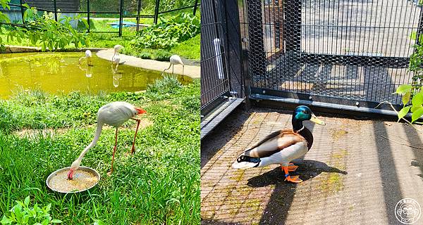 你要去哪裡【日本北海道･旭川市旭山動物園】看點滿滿的動物園
