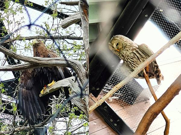你要去哪裡【日本北海道･旭川市旭山動物園】看點滿滿的動物園